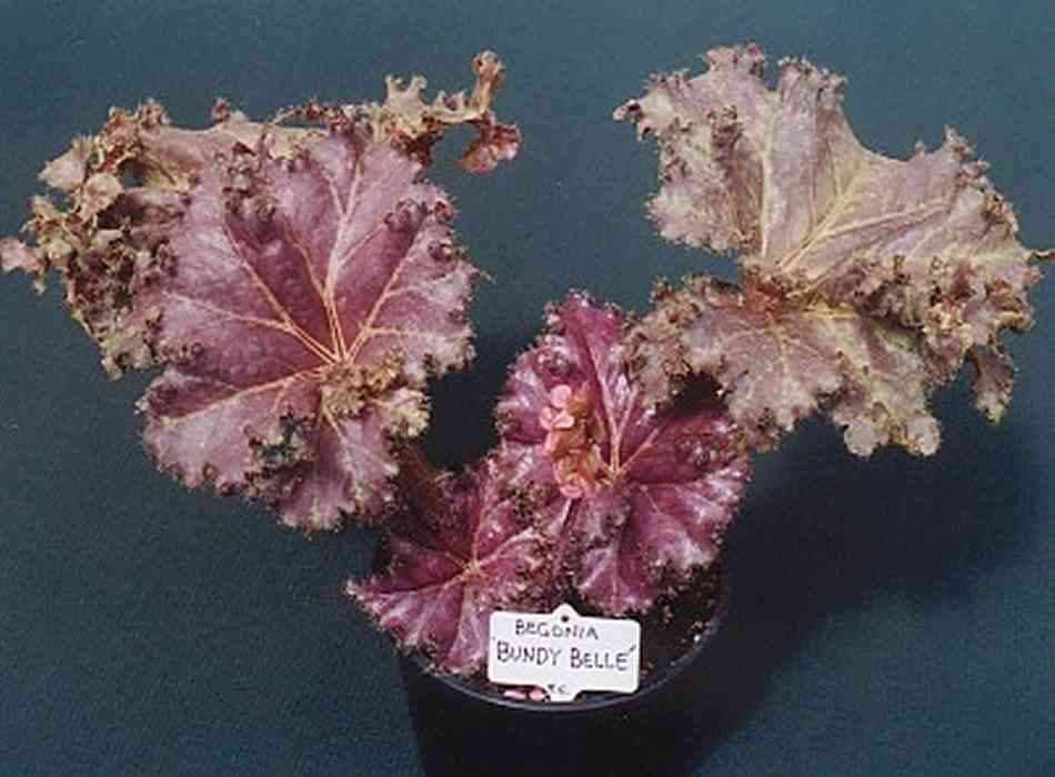 B. ‘Bundy Belle’